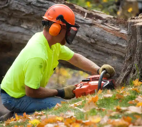 tree services Saltillo